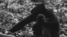 El atlas genético de los chimpancés, una oportunidad para frenar su extinción