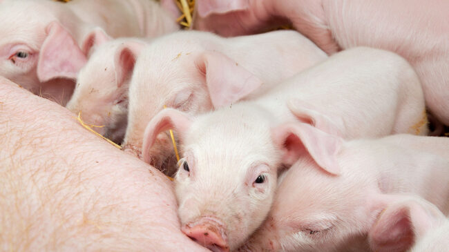Investigadores chinos crean un proceso de clonación de cerdos totalmente robotizado