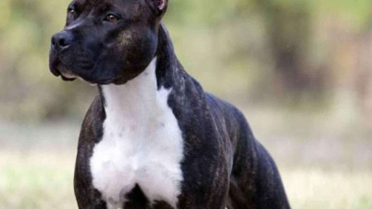 Herido grave un bebé de 14 meses tras ser mordido en la cara por un perro en Almería