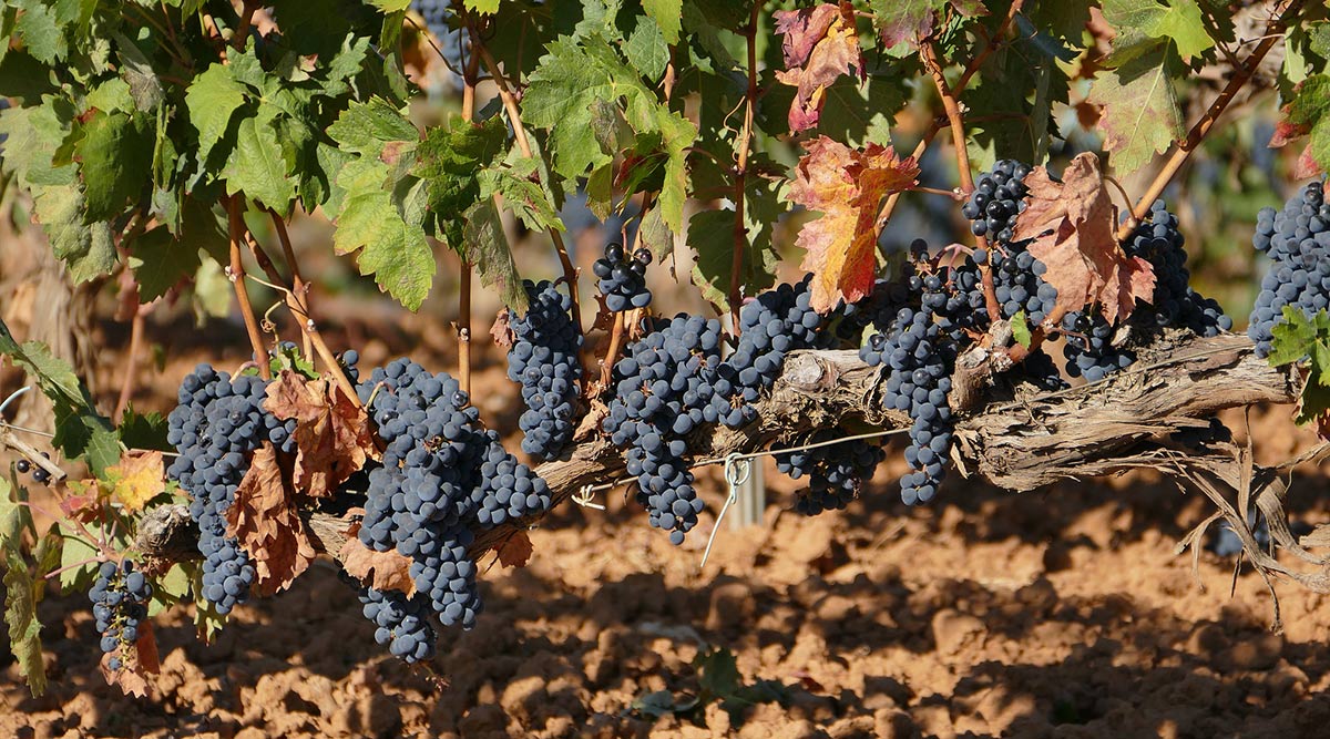 Seis vinos de finca que se elaboran en territorios ribereños