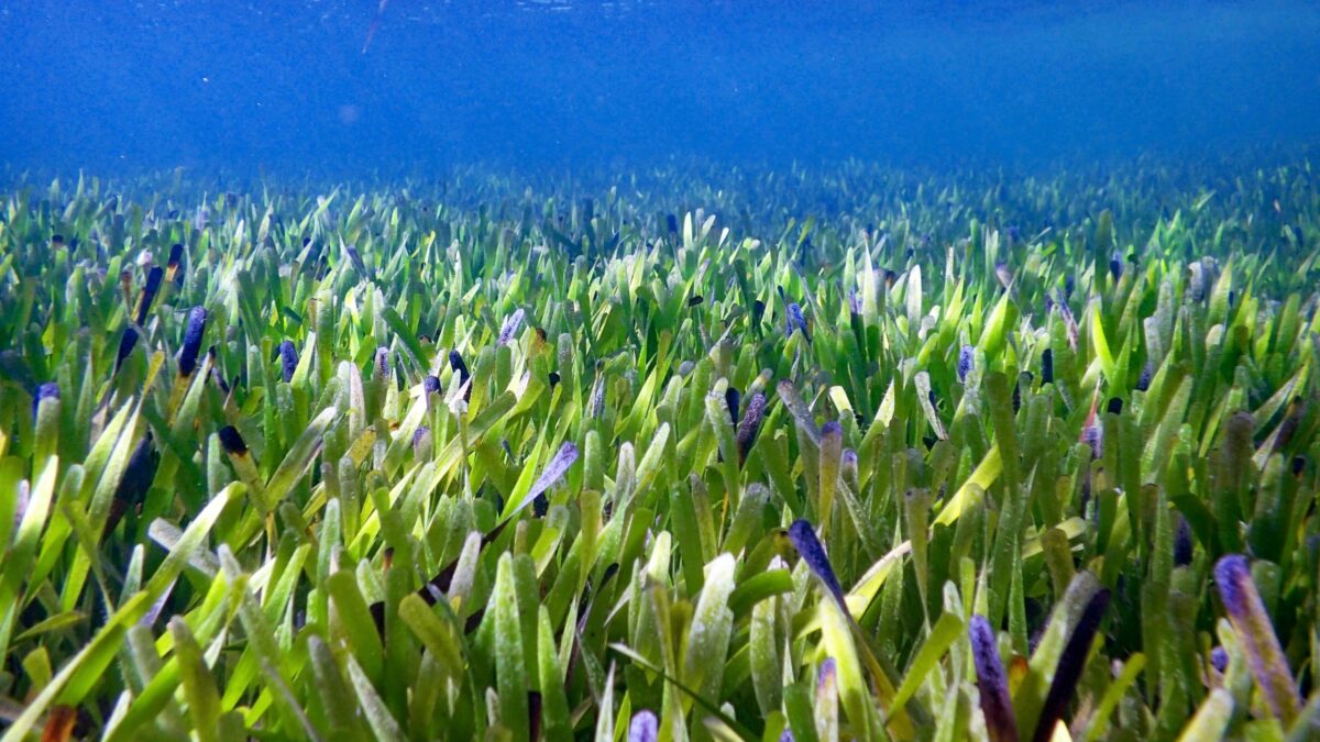 Descubren la planta más grande del mundo en Australia: un organismo marino de 200 kilómetros cuadrados