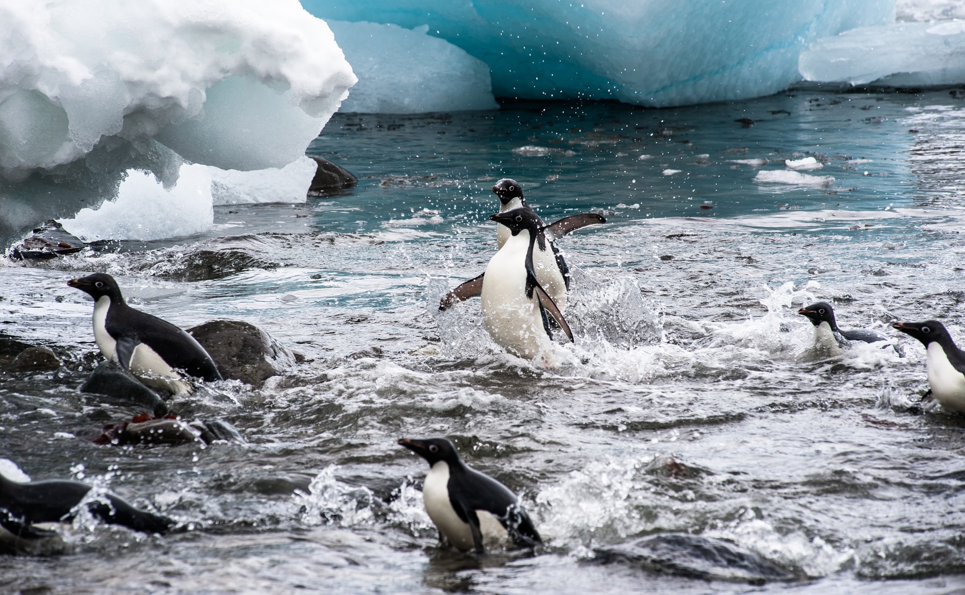 Así se adaptaron los pingüinos al entorno marino