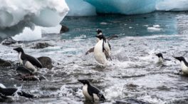 Así se adaptaron los pingüinos al entorno marino