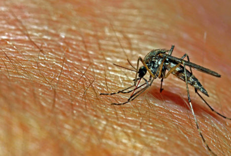 Remedios caseros para mantener a los mosquitos alejados y tratar las picaduras