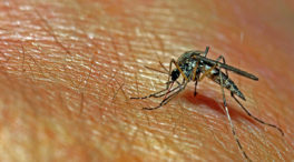 Remedios caseros para mantener a los mosquitos alejados y tratar las picaduras
