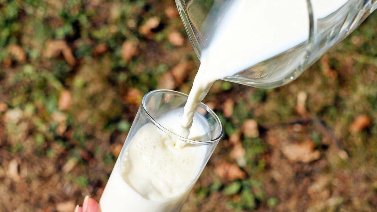 Los antiguos humanos consumían leche mucho antes de poder digerirla