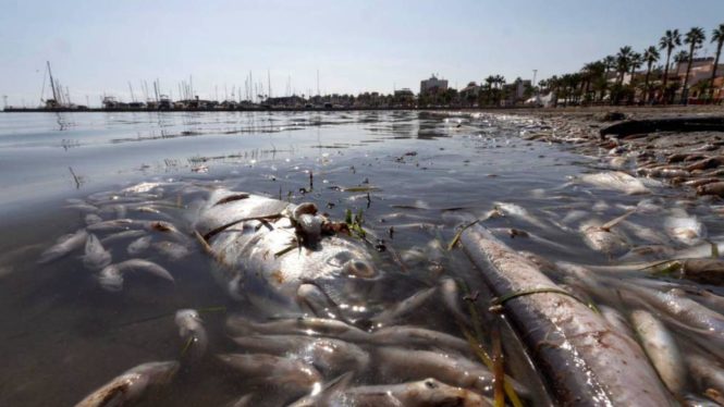 Científicos acreditan aguas residuales mal depuradas en la contaminación del Mar Menor
