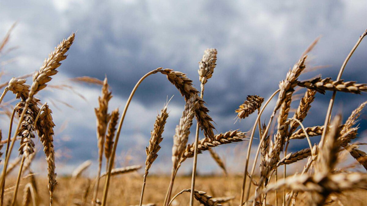 Ucrania y Rusia firman un pacto con Turquía y la ONU para desbloquear la exportación de grano