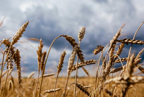 Ucrania y Rusia firman un pacto con Turquía y la ONU para desbloquear la exportación de grano