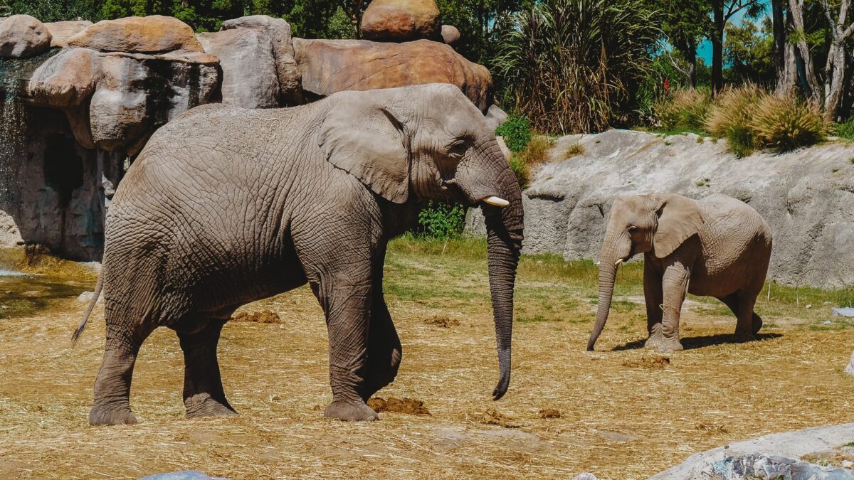 La genética de los elefantes explicaría por qué estos animales apenas tienen cáncer