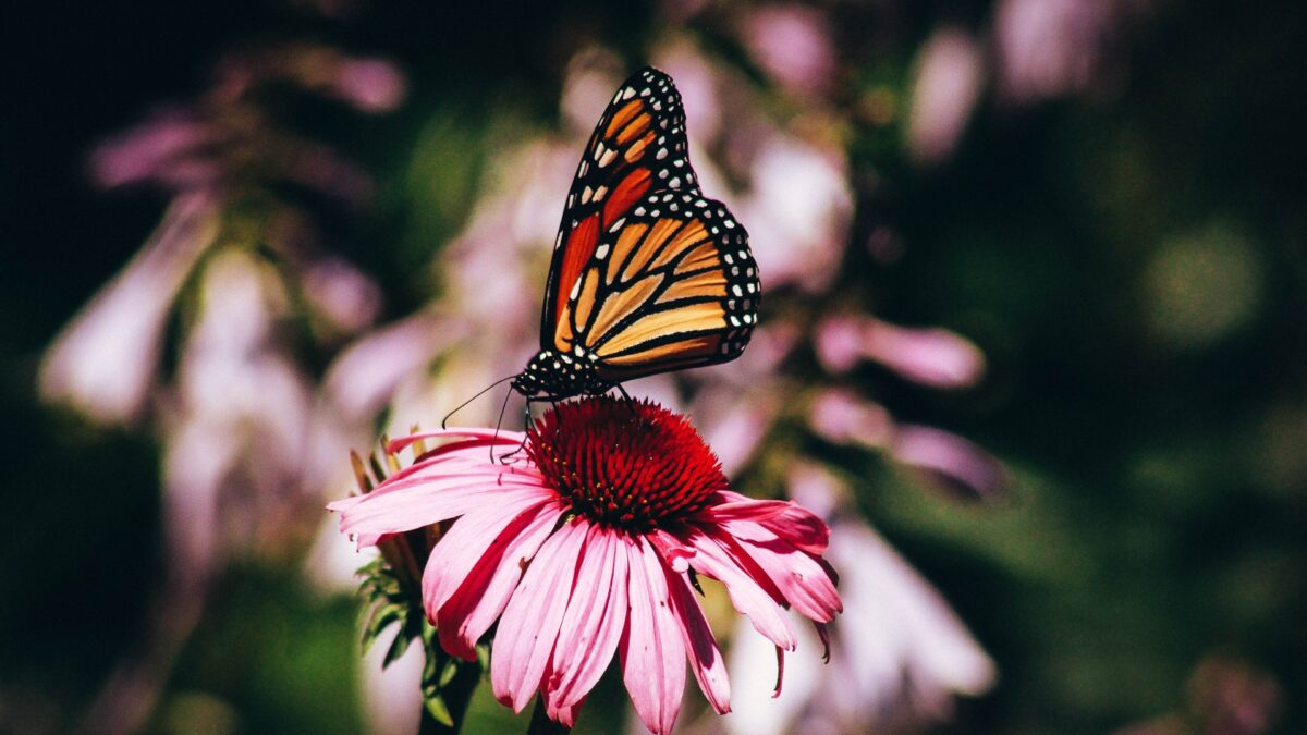 Las mariposas monarca y los esturiones engrosan la lista roja de especies amenazadas