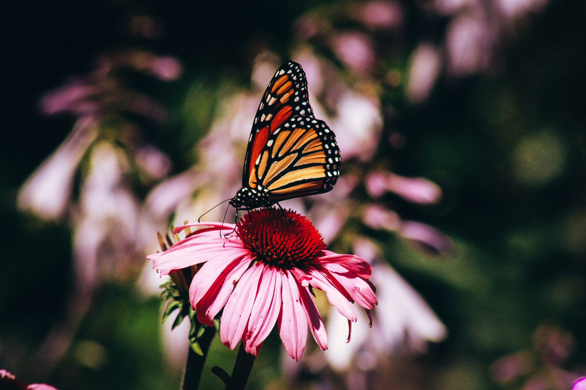 Las mariposas monarca y los esturiones engrosan la lista roja de especies amenazadas