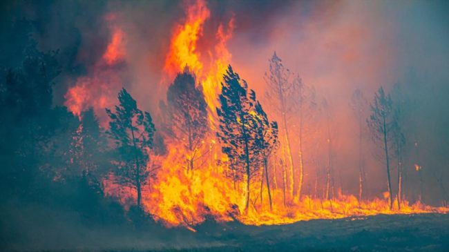 Dos incendios al sur de Burdeos queman 10.500 hectáreas en cinco días