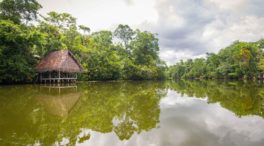 Ciudades brasileñas cercanas al Amazonas podrían ser la cuna de la próxima pandemia