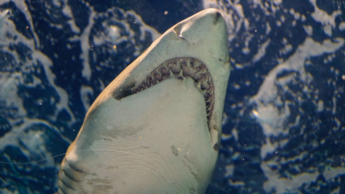 ¿Son los tiburones los mejores amantes?