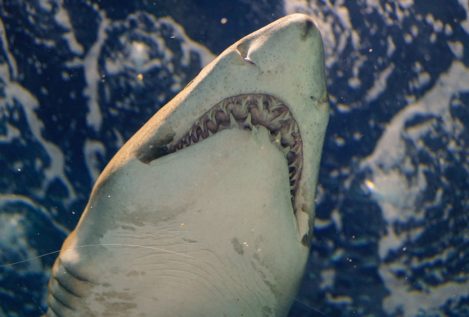 ¿Son los tiburones los mejores amantes?