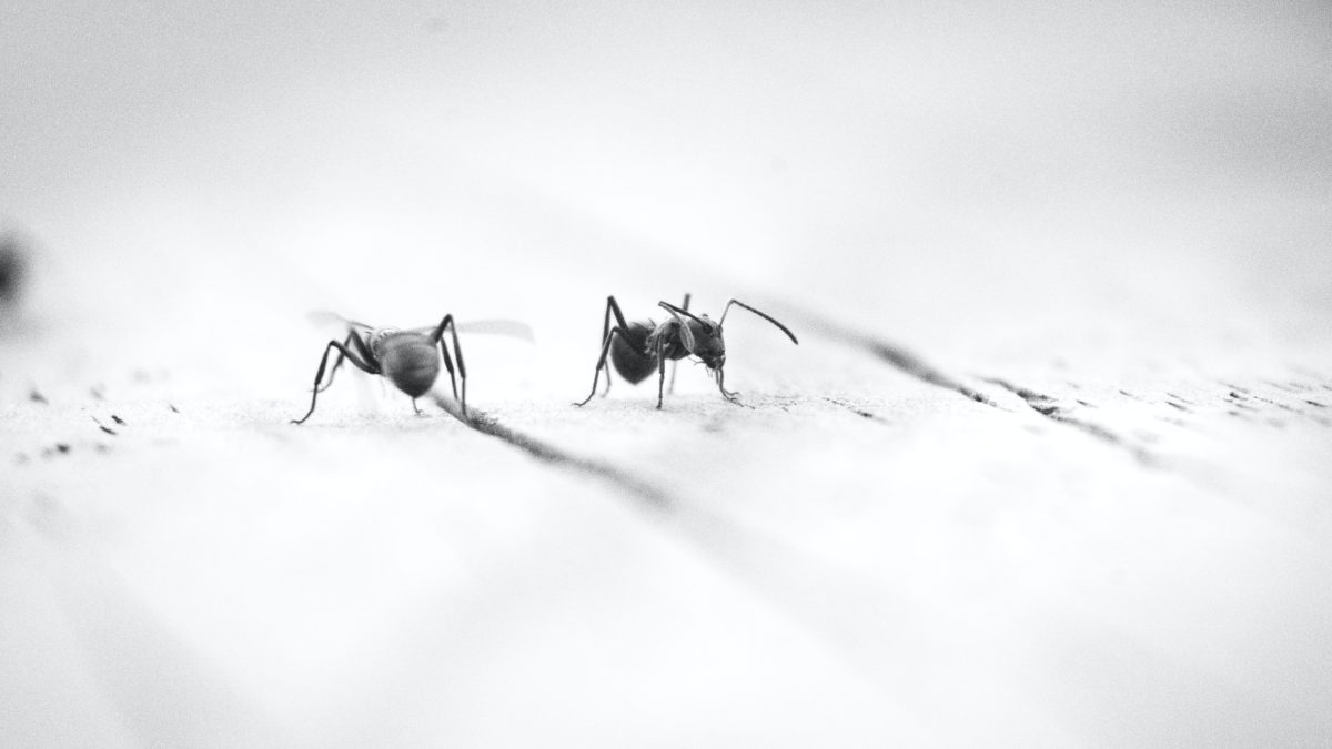 La Policía china resuelve un crimen gracias a dos mosquitos que picaron al ladrón