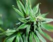La ONU alerta que la legalización del cannabis no reduce el consumo: «Parece incrementarlo»