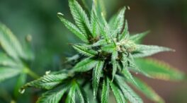 La ONU alerta que la legalización del cannabis  no reduce el consumo: «Parece incrementarlo»