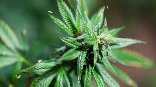 La ONU alerta que la legalización del cannabis  no reduce el consumo: «Parece incrementarlo»