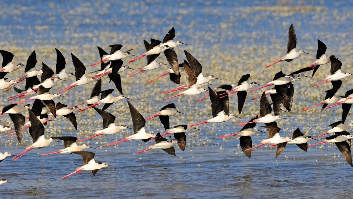 Bruselas expedienta de nuevo a España por no proteger el humedal de Doñana