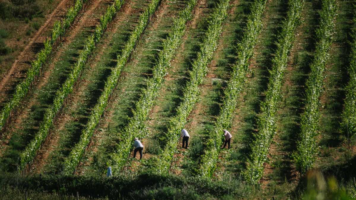 Seis vinos jóvenes de mencía que se hacen en el Bierzo