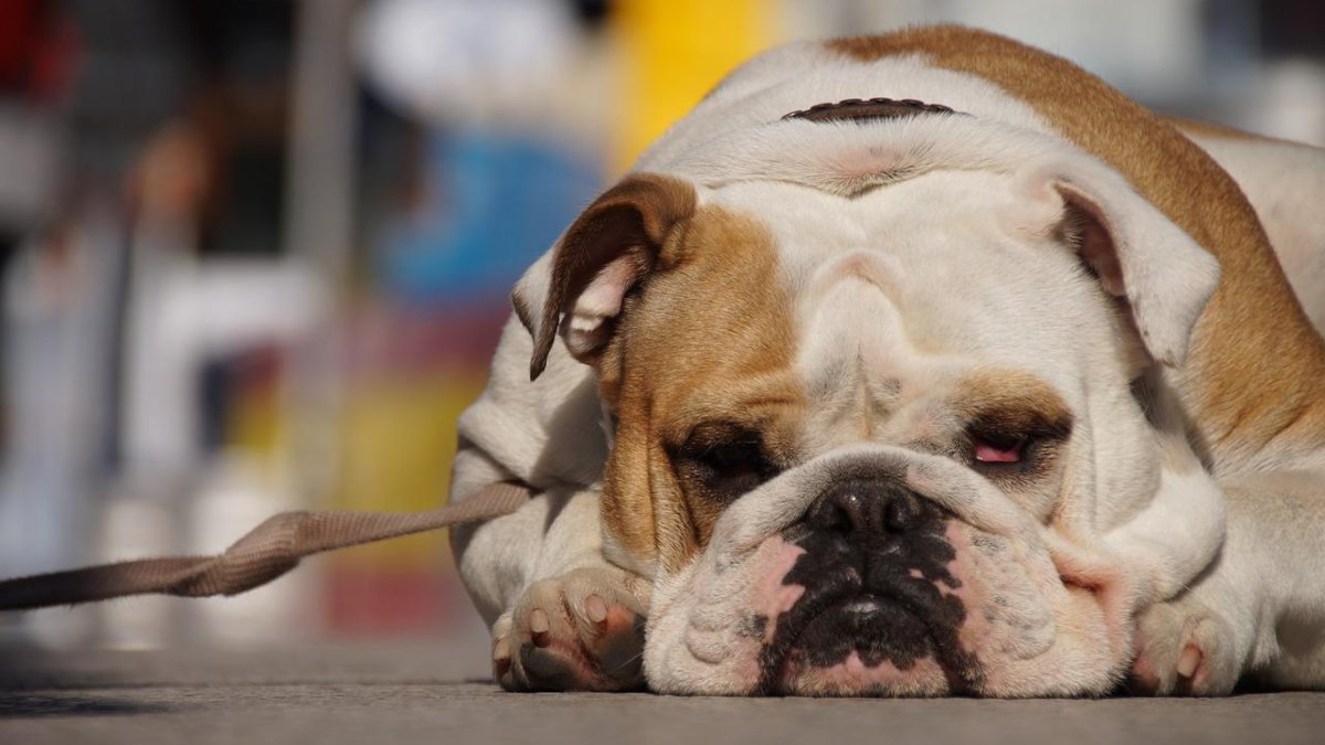 Cómo cuidar a nuestras mascotas durante la próxima ola de calor