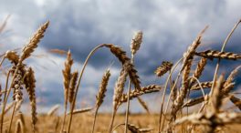 Los Veintisiete discuten el impacto de la ola de calor en la producción de cereal