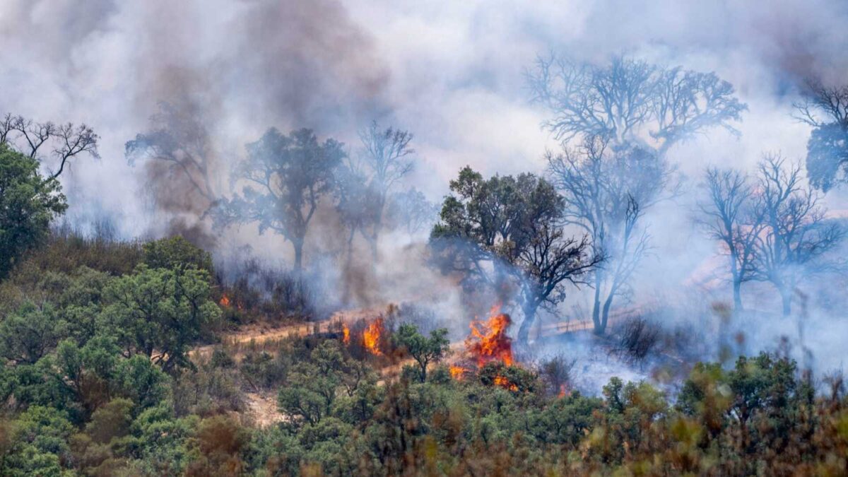 (VÍDEO) El fuego no da tregua: avanzan los incendios en 5 comunidades con ola de calor y fuertes vientos