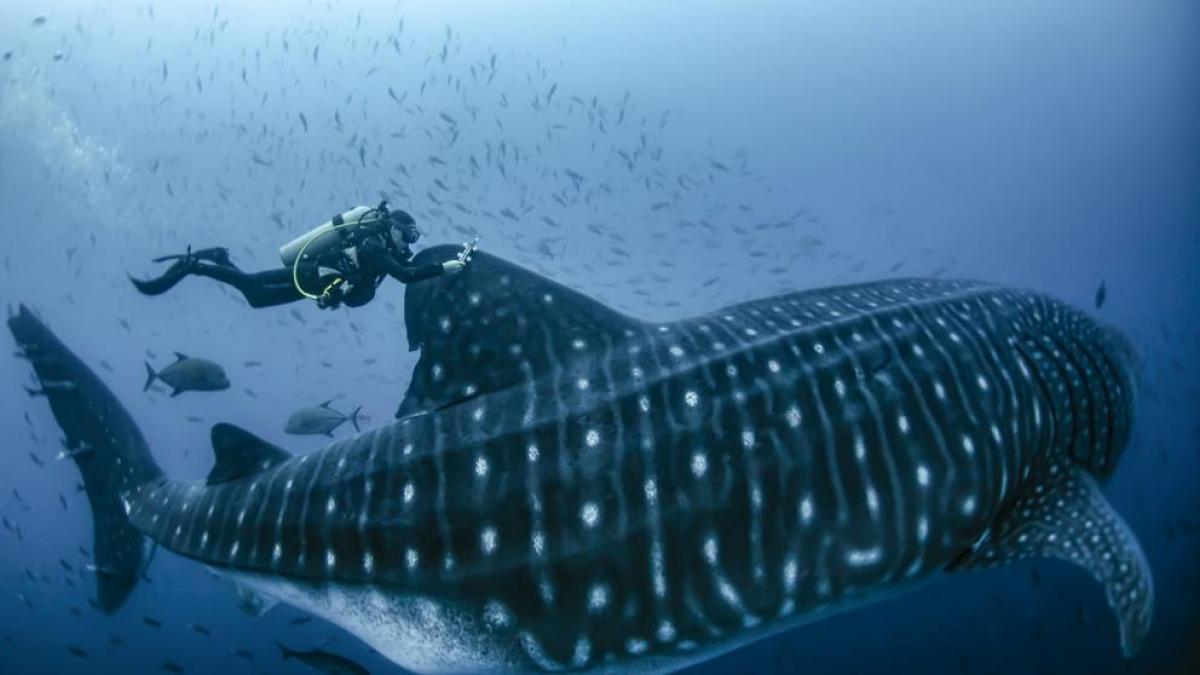 El tiburón ballena, el omnívoro más grande del planeta que puede llegar a medir hasta 18 metros