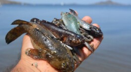 Redes neuronales para el control medioambiental del Mar Menor