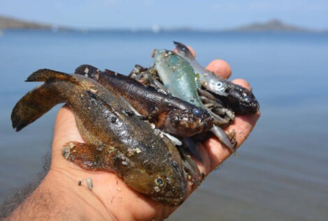 Redes neuronales para el control medioambiental del Mar Menor