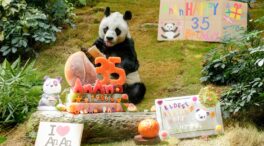 Muere An An, el panda macho más viejo del mundo en cautividad en Hong Kong