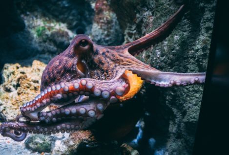 El origen de la gran inteligencia del pulpo y su parecido molecular con el cerebro humano
