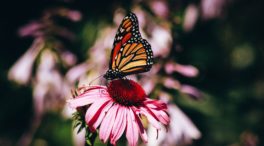 Las mariposas monarca y los esturiones engrosan la lista roja de especies amenazadas