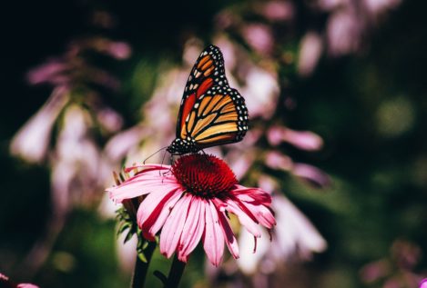 Las mariposas monarca y los esturiones engrosan la lista roja de especies amenazadas