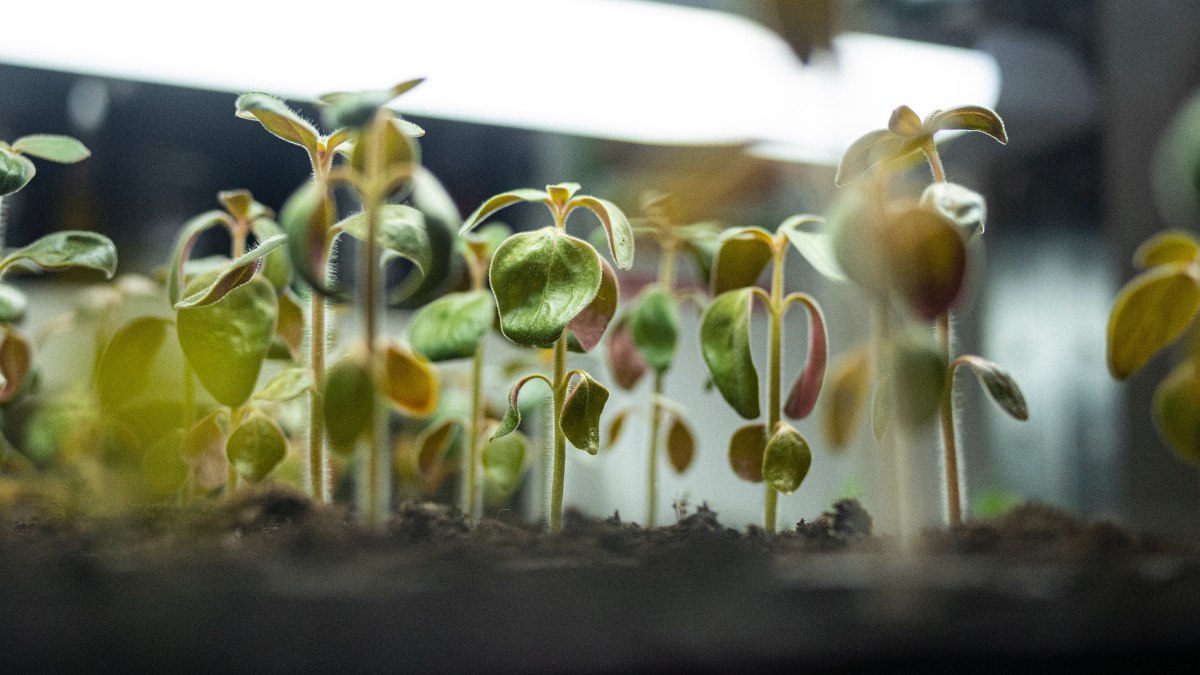 La agricultura espacial: una vía alternativa frente a la crisis climática y la superpoblación