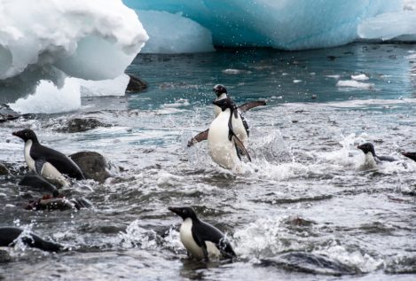 Así se adaptaron los pingüinos al entorno marino