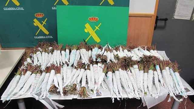 Khat, así es la droga africana cada vez más presente en España por su bajo precio