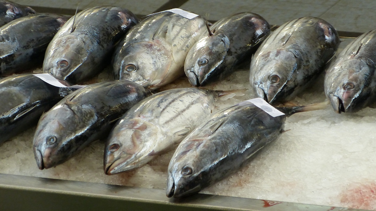 Alerta verano: estos son los pescados con más mercurio de nuestra dieta