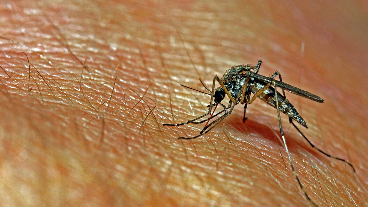 La planta que sirve para ahuyentar mosquitos y otros insectos