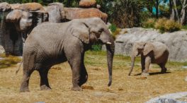 La genética de los elefantes explicaría por qué estos animales apenas tienen cáncer