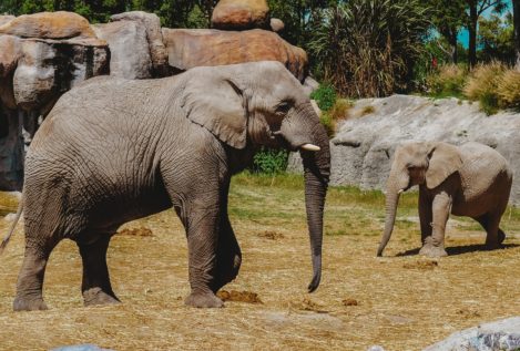 La genética de los elefantes explicaría por qué estos animales apenas tienen cáncer