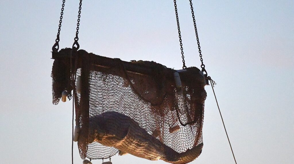 Una beluga en el Sena: así fue el rescate de una ballena que nunca llegó al mar