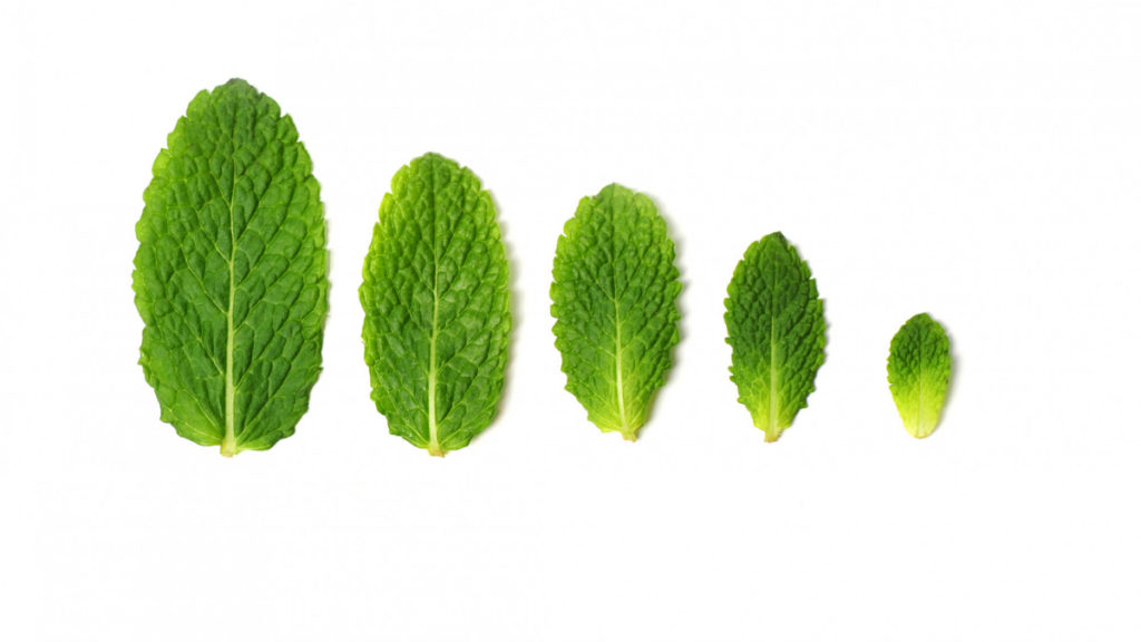 Varias hojas de menta verde o hierbabuena, enemigas de la acidez estomacal