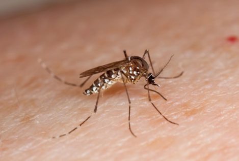 Los expertos alertan del aumento en España de las enfermedades transmitidas por mosquitos