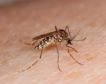 Los expertos alertan del aumento en España de las enfermedades transmitidas por mosquitos