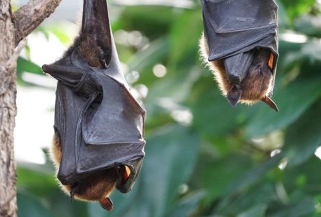La sorprendente habilidad de los murciélagos: recordar sonidos de hace años
