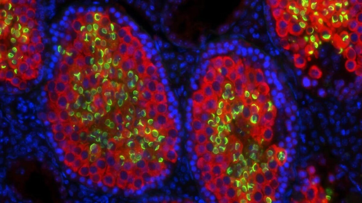 Científicos suizos consiguen que ratones estériles produzcan esperma de rata