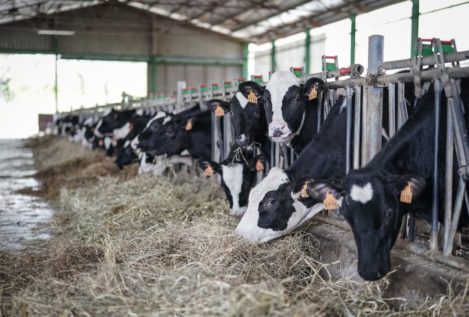 Aumenta el sacrificio de vacas lecheras por la crisis: «En octubre puede no haber leche»
